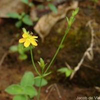 Hypericum japonicum Thunb.